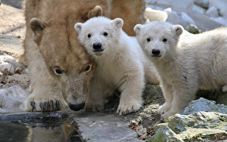 组图：捷克双胞胎小北极熊首次亮相
