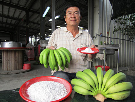 屏东县蕉农利用青香蕉，制作香蕉抗性淀粉，受到日本人青睐，蕉农邱永丰准备量产，外销日本。（屏东县政府农业处提供）