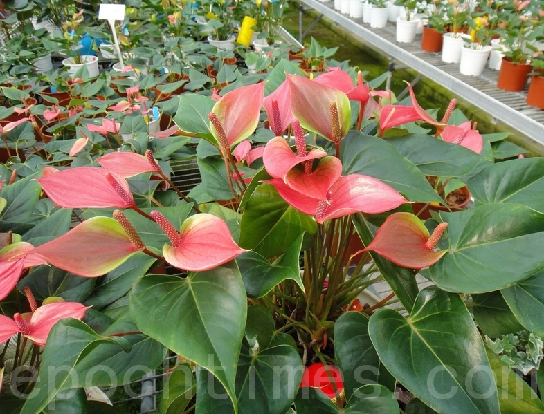 台灣首次育成盆花火鶴新品種 大紀元