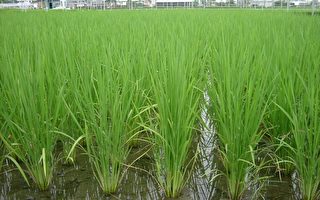 花蓮一期稻作幼穗成型補充營養好時機