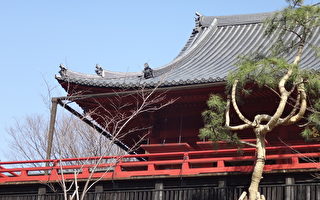 睽違150年 東京上野「月亮松樹」再現