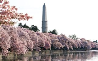 组图：美国华盛顿DC樱花满开 美不胜收