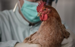 H7N9防疫战 专家找到新快速制疫苗方法