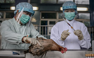 研究：H7N9致腦殘多個器官迅速衰竭 疫苗難研製