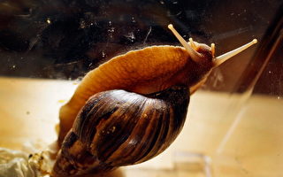 外来物种入侵：佛州大战巨型非洲蜗牛