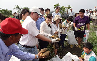 番薯達人李高章 採生物防治栽培番薯