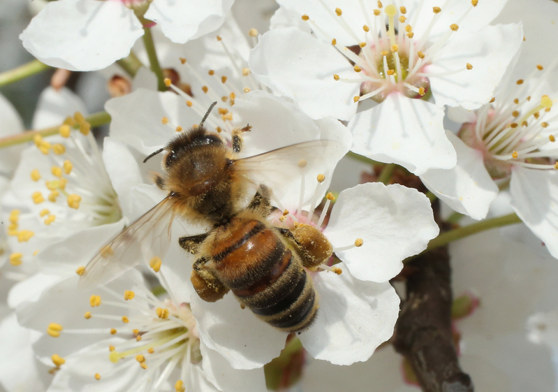 花粉過敏症飲食需要注意甚麼 偏方 大紀元