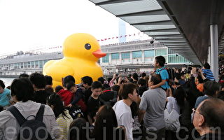 香港數十萬人週末「賞鴨」潮