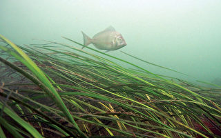 2010年持續的高溫造成了切薩皮克灣南部大批鰻魚草（Eel Grass）的死亡，到現在還沒有恢復過來。（大紀元資料圖片）