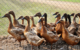 维州第六个农场爆发禽流感 所有鸭子被捕杀