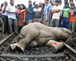 据BBC 5月30日报导，在印度西孟加拉邦，一辆火车将3头大象撞死，另外还有1头大象受伤严重。(Photo credit should read STRDEL/AFP/Getty Images)