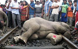 印度高速火車今撞死3頭大象