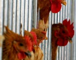 台灣疾管局表示，H6N1是普遍存在家禽間的低病原性禽流感病毒，全球未曾發現人類感染病例。(Guang Niu/Getty Images)
