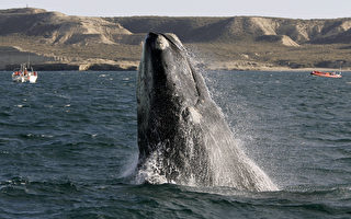 南露脊鯨快速滅絕 原因不明
