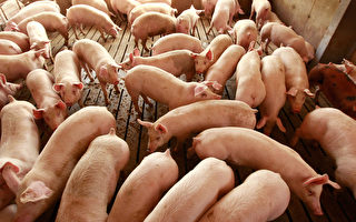 美11州爆发猪流行性腹泻病毒