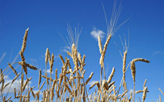 美西北小麦种植业受神秘转基因小麦拖累