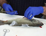 除草劑或為波河兩性變異魚元凶