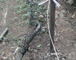 消防人员协助民众捕蛇