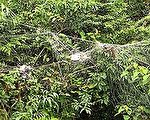 林務局獲報在苗栗馬那邦山區有巨大鳥網，包括賽鴿、五色鳥、小雨燕及保育類的黃嘴角鴞、鳳頭蒼鷹等鳥類都遭攔截，無辜喪命。（林務局提供）