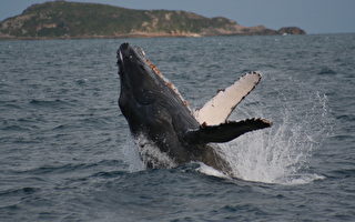 西澳赏鲸季节来临