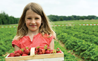 采摘劳力不足 西澳草莓农场提前向公众开放