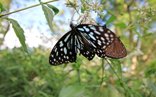 紅葉公園-全台紫斑蝶生態最豐富的地方