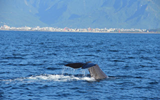 花莲外海出现抹香鲸　游客惊喜