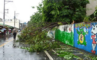 中坜市成功路上二棵大树禁不起台风摧残断落马路造成单向通车（摄影：徐乃义/大纪元）