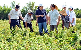 总统马英九（中）、桃园县长吴志扬（中右）关心水稻倒伏。（摄影：徐乃义／大纪元）