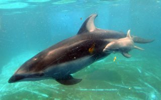 专家：海豚回声定位能“看见”胎儿