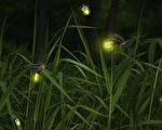 【園藝小竅門】天氣潮濕喚醒螢火蟲 消滅害蟲