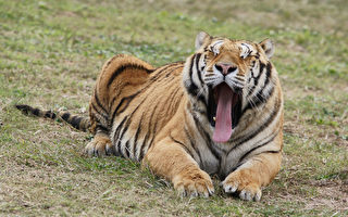 国际老虎日  动物园邀民众节能