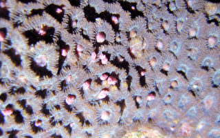 東北角珊瑚產卵 健康良好