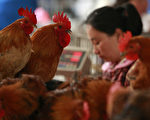 北京今年首例人感染禽流感病例 患者病情危重