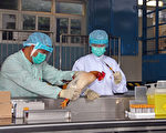 全球首例H7N9人传人 医学界忧大陆瞒疫情