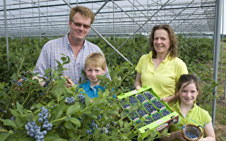 比利時Schrijnwerkers藍莓園 享受採摘樂趣