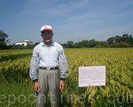 台湾好米 加强抽检让消费者安心