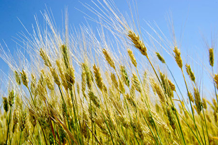 美國北達科他州，又到了收割小麥的季節。受天氣潮溼影響，今年該州小麥產量有所下降。(Karen BLEIER/AFP)