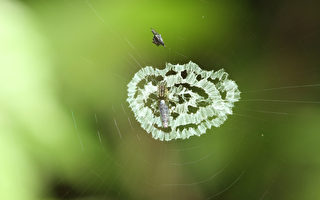 发掘蜘蛛生态  免惧获益