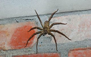 台湾蜘蛛多样化 估约上千种