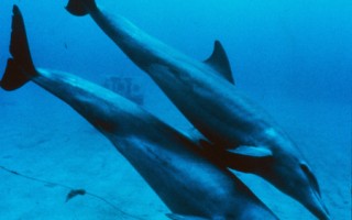 北美海豚异常暴毙 疑病毒卷土重来