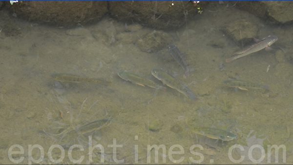 鹿角溪的魚。(宋順澈/大紀元) 鹿角溪的魚。(宋順澈/大紀元)