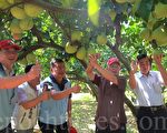 “柚”见中秋 西湖文旦迎宾
