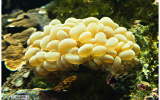 氣泡珊瑚  珊瑚礁岩的夢幻之星