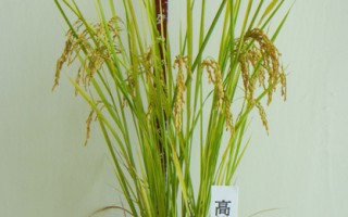 「高雄147號－－香鑽」對稻熱病及斑飛蝨具相當抗性，且植株耐倒伏、產量高，堪稱香米類的新秀。（高雄區農業改良場提供）