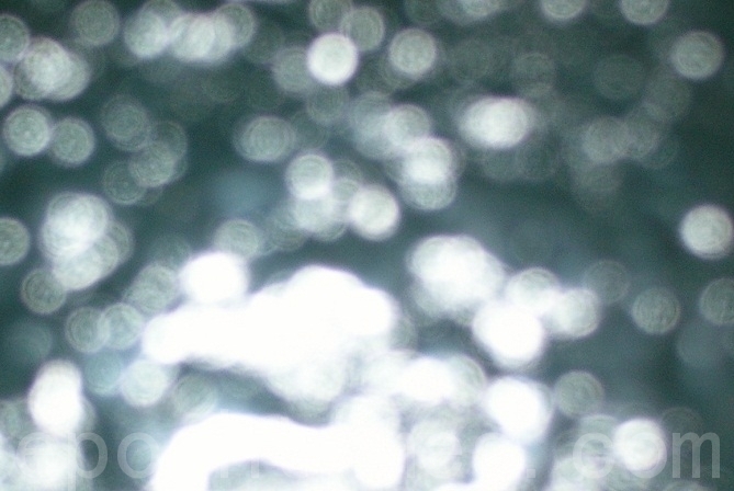 图为香港土瓜湾祝小姐拍得铁栏杆上优昙婆罗花盛开的照片上,显现重重叠叠的法轮。(祝小姐提供)