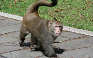 玉山石山公廁  大公猴攻擊遊客