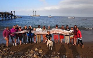 南加海岸现5米半长巨型皇带鱼