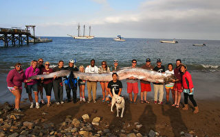 圖說天下 (10月16日) 最長深海魚現身加州