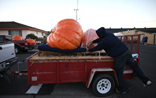 900公斤 美國巨型南瓜
